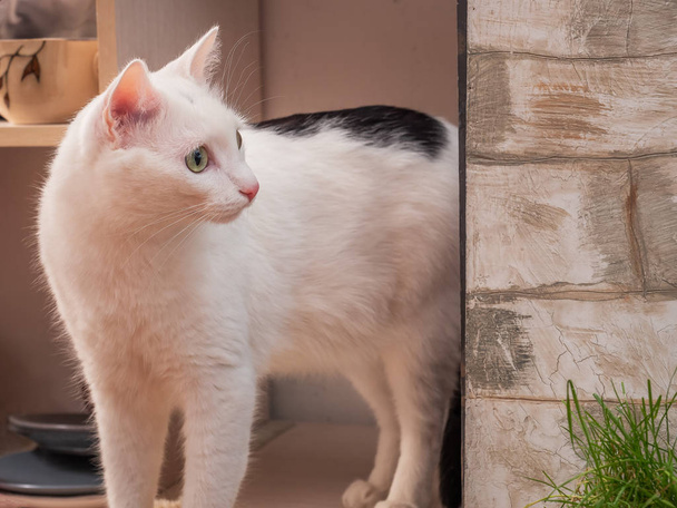 A white cat with black spots stands on the balcony and looks to the side with interest. He sow close-up. - Photo, Image