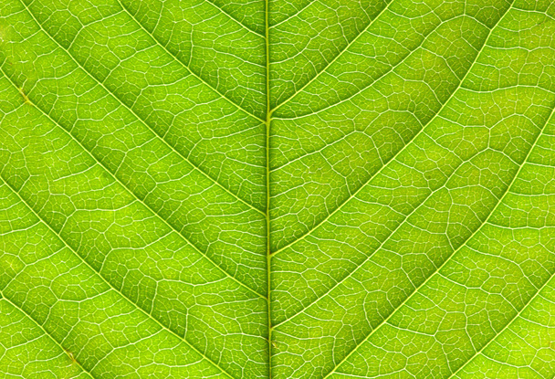 close up of green leaf texture - Foto, Imagen
