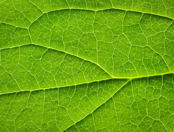 close up of green leaf texture - Фото, зображення