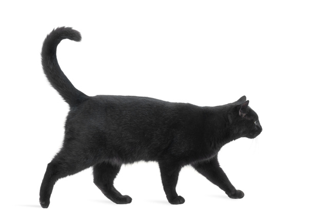 Vista lateral de un gato negro caminando, aislado en blanco
 - Foto, Imagen