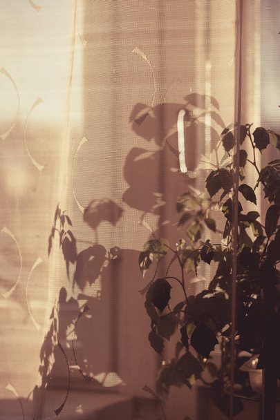 Темная тень на белом тюльпане от растений
 - Фото, изображение