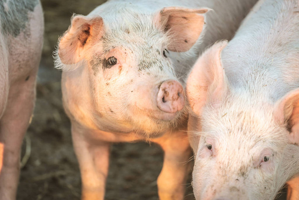 Grupo de porcos rosa jovens na fazenda. Conceito de protecção animal
 - Foto, Imagem