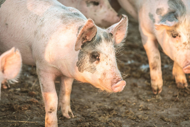 Groep van jonge roze varkens in de farm. Dierenbescherming concept - Foto, afbeelding