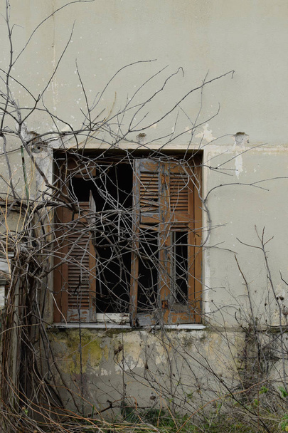 Branches de vigne envahies emmêlées par un volet cassé. Maison abandonnée extérieur
. - Photo, image
