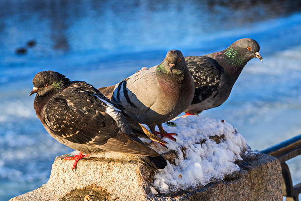 Les pigeons se prélassent au soleil. remblai de granit de la rivière Fontanka à Saint-Pétersbourg
. - Photo, image