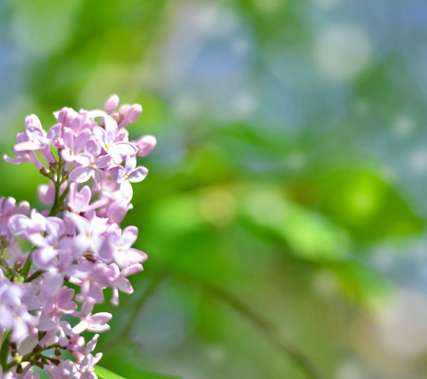 Beautiful Lilac flowers background with bokeh - Фото, зображення