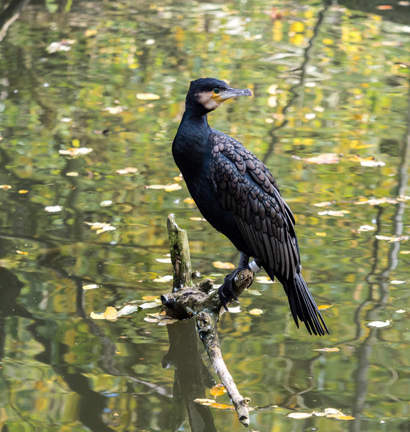 The great cormorant, Phalacrocorax carbo drying his feathers. - Photo, Image