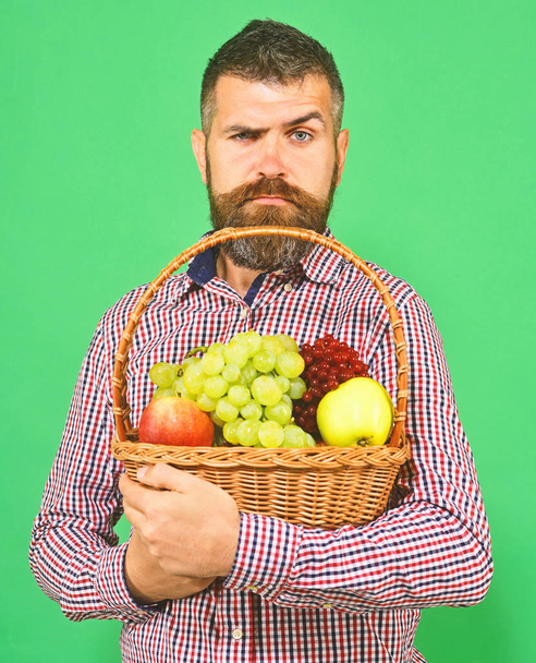 Man with beard holds basket with fruit isolated on green background. Farming and gardening concept. Guy holds homegrown harvest. - Φωτογραφία, εικόνα