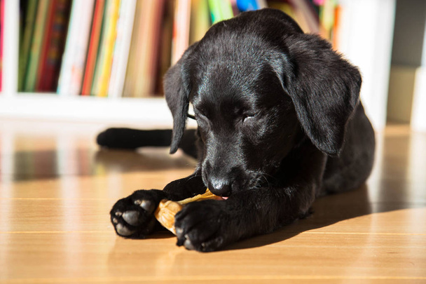 Labrador puppy gnaws a bone. A black little sweet puppy bites and nibbles a bone because his teeth itch and grow. Pets care. - Photo, Image