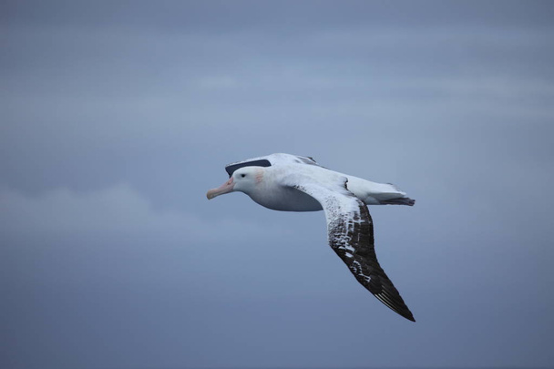 Un pájaro Albatros volador
 - Foto, Imagen
