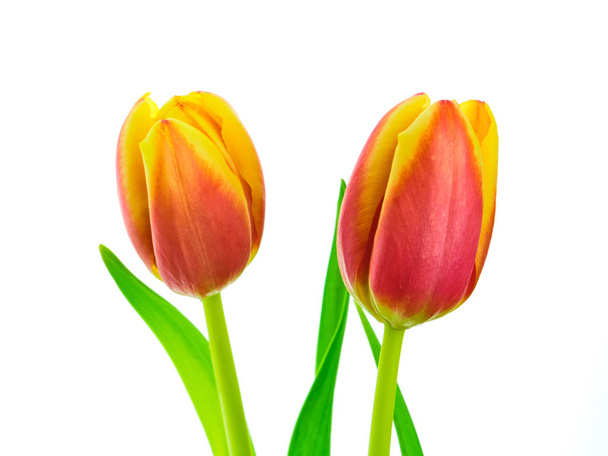 Two multicolored yellow and red tulip flowers isolated on white background - Foto, afbeelding