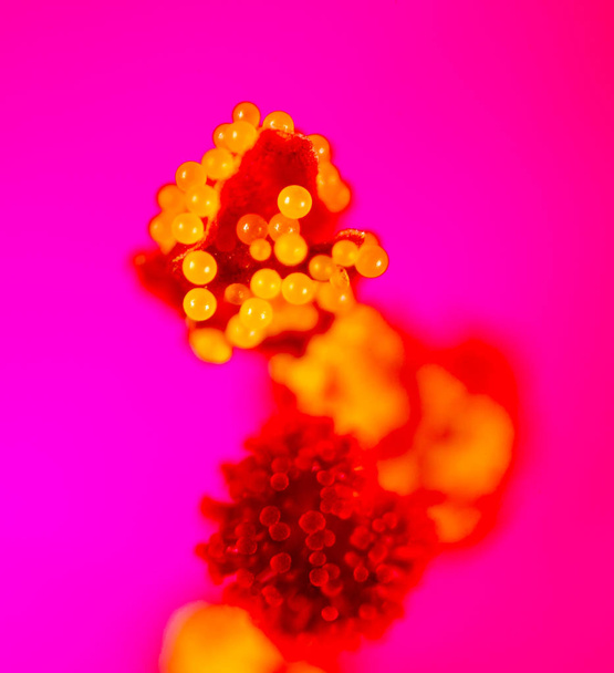 pollen on a flower. Super Macro - 写真・画像