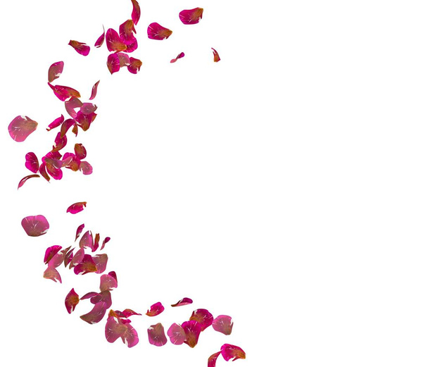 Red rose petals fly in a circle. The center free space for Your photos or text. Isolated white background - Photo, Image
