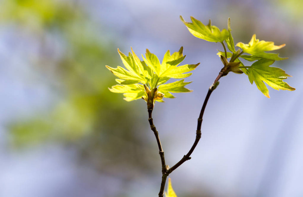 young leaves on a tree branch in nature - Foto, Imagen