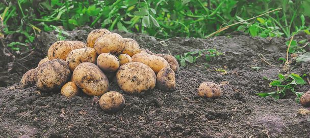 Hausgemachtes Bio-Gemüse erntet Kartoffeln. Selektiver Fokus. Natur - Foto, Bild