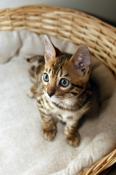 Pequeno gatinho de bengala em uma cesta - Foto, Imagem