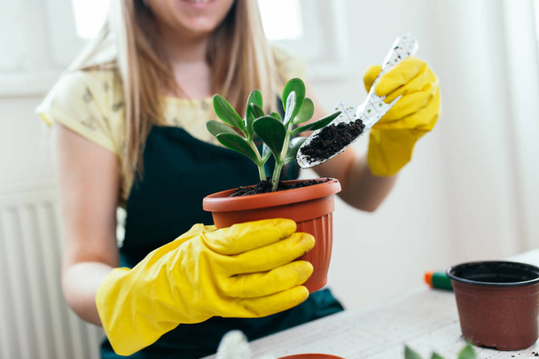 Woman transplanting plant a into a new pot. - Φωτογραφία, εικόνα