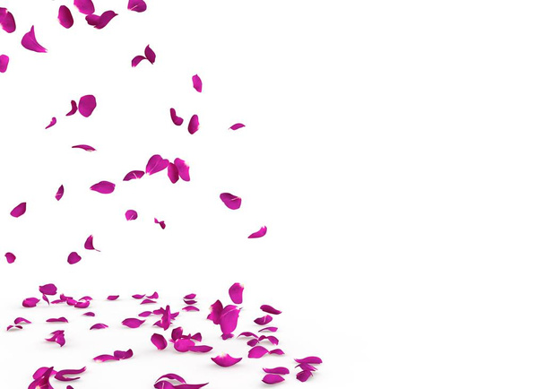 Fioletowe płatki róż pięknie spadło na podłogę. Na białym tle - Zdjęcie, obraz