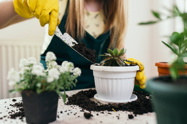 Woman transplanting plant a into a new pot. - Foto, afbeelding