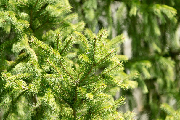spruce branch on the nature - Zdjęcie, obraz
