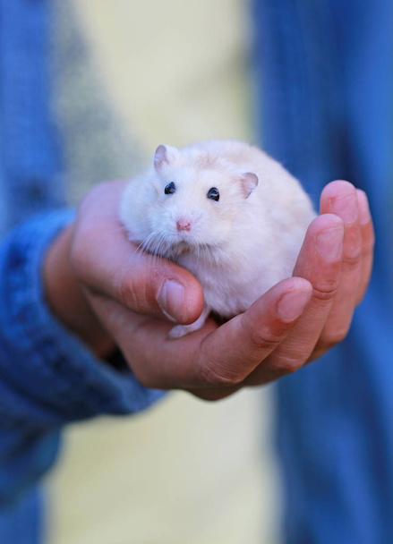 weißer Hamster in der Hand eines Jungen - Foto, Bild
