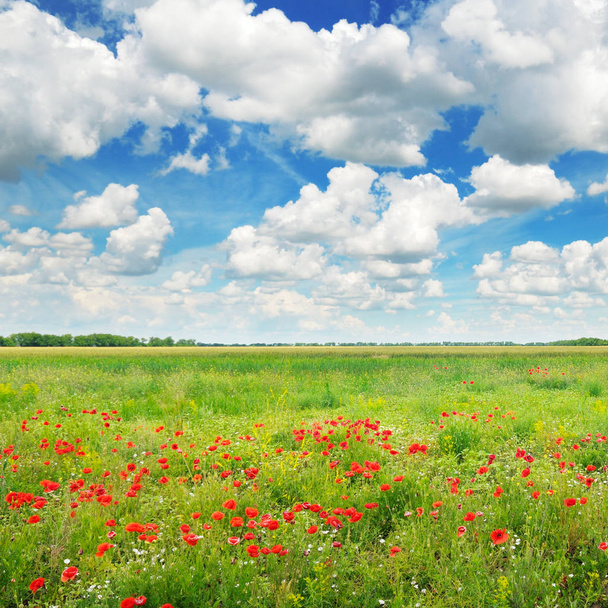 Meadow with wild poppies and blue sky. A bright sunny day. - Photo, Image