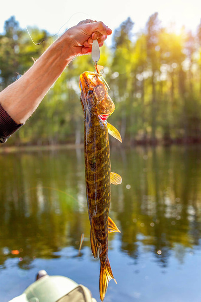 Fishing camping tourism relax trip active lifestyle adventure concept. Fisherman hand with fish pike against background of beautiful nature and lake or river - Photo, Image