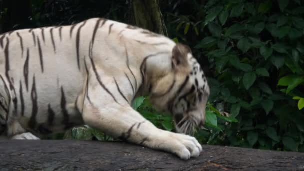 Gorgeous white tiger - Materiał filmowy, wideo