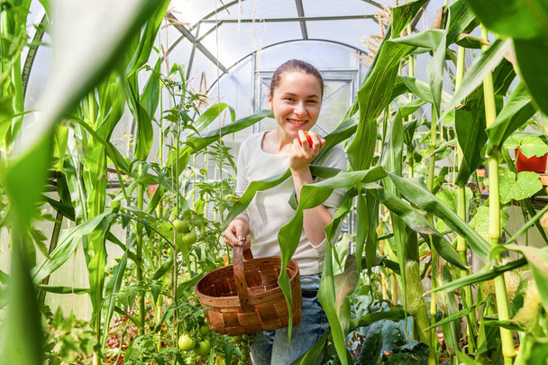 Conceito de jardinagem e agricultura. Mulher jovem trabalhador agrícola com cesta escolhendo tomates orgânicos maduros frescos. Produção de estufas. Produção de alimentos vegetais. Cultivo de tomate em estufa
 - Foto, Imagem