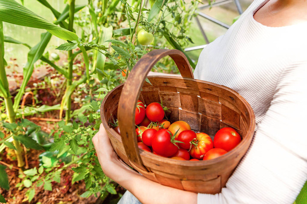 Conceito de jardinagem e agricultura. Mulher trabalhador agrícola mãos com cesta escolhendo tomates orgânicos maduros frescos. Produção de estufas. Produção de alimentos vegetais. Cultivo de tomate em estufa
 - Foto, Imagem