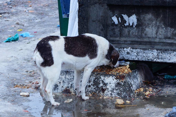 ένα μεγάλο στίγματα αδέσποτο πεινασμένο σκυλί που στέκεται έξω στο χιόνι - Φωτογραφία, εικόνα