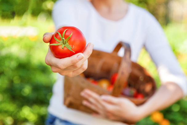 Gardening and agriculture concept. Young woman farm worker hands holding basket picking fresh ripe organic tomatoes in garden. Greenhouse produce. Vegetable food production - Foto, Bild