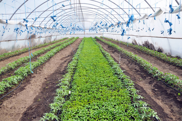 Kasvava paprika taimet kasetit kasvihuoneessa polykarbonaattia
 - Valokuva, kuva