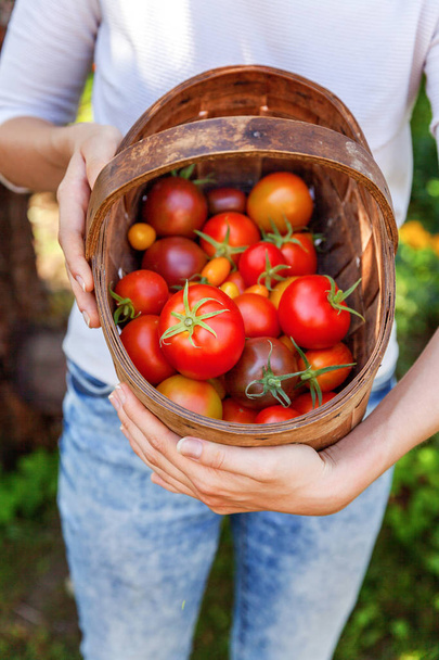 Concepto de jardinería y agricultura. Mujer joven campesina manos sosteniendo cesta recogiendo tomates orgánicos maduros frescos en el jardín. Productos de invernadero. Producción de alimentos vegetales
 - Foto, Imagen