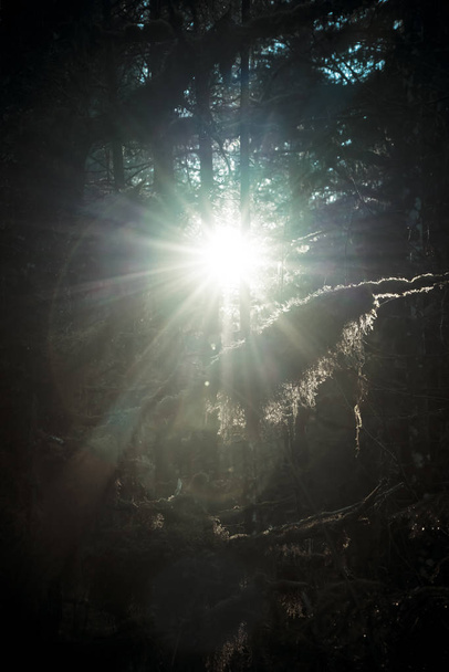 Aurinko paistaa puiden läpi syvässä sammaleisessa metsässä Kaakkois-Alaskassa
. - Valokuva, kuva