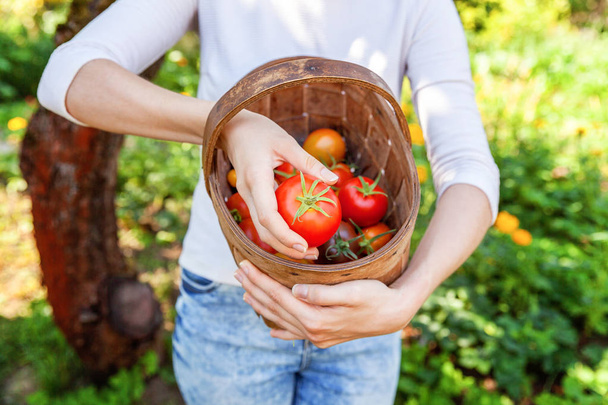 Садоводство и сельское хозяйство. Молодая женщина, работающая на ферме, держит корзину, собирая свежие спелые органические помидоры в саду. Парниковые продукты. Производство овощных продуктов - Фото, изображение