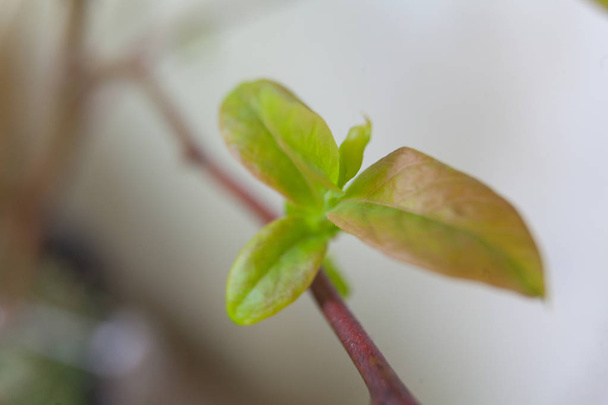 branch with young green sprouts in the spring on a blurred background - Photo, Image