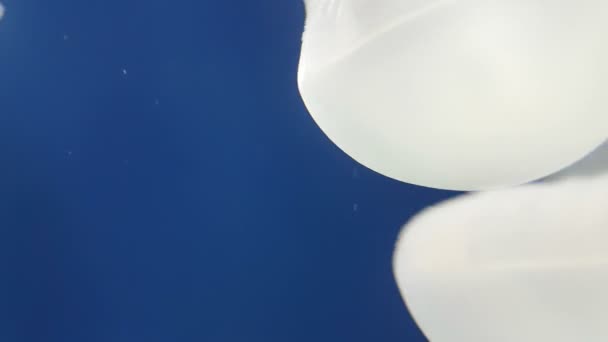 Dos medusas de mar en forma de paraguas con largos tentáculos blancos nadando en el mar Misteriosas medusas de mar blanco con tentáculos largos y finales volando juntos en las aguas violetas del Mar Rojo, Se ven inspiradoras
.      - Imágenes, Vídeo