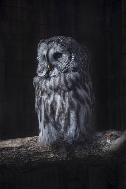 Great Gray Owl on a tree trunk in front of black background - Foto, Imagem