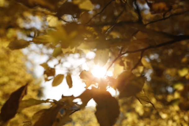 Θολή φόντο πολύχρωμα φύλλα το φθινόπωρο - Φωτογραφία, εικόνα