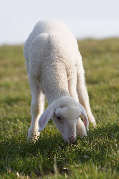 Jeune agneau sur une prairie, printemps
 - Photo, image