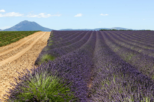 laventelin maisemia Provencessa
 - Valokuva, kuva