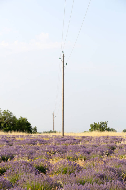 landscapes of lavender in Provence - Fotó, kép