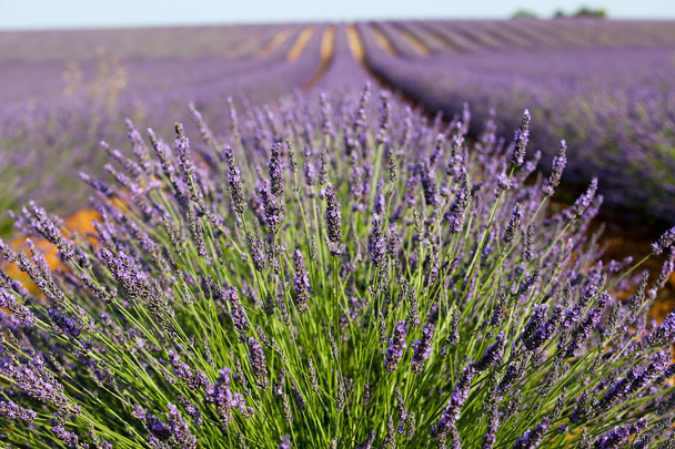 landscapes of lavender in Provence - Фото, зображення