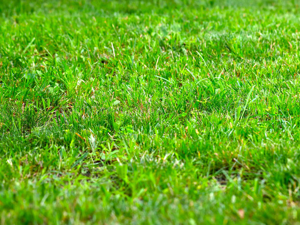 beautiful juicy fresh grass on the garden lawn - Photo, Image