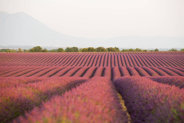 Lavendellandschaften in der Provence - Foto, Bild
