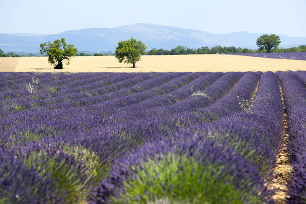 paisagens de lavanda em Provence
 - Foto, Imagem