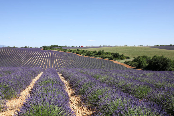 krajiny levandule v Provence - Fotografie, Obrázek