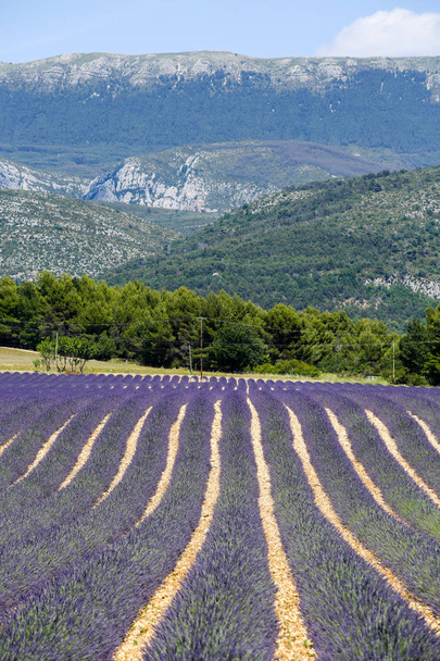 paysages de lavande en Provence
 - Photo, image