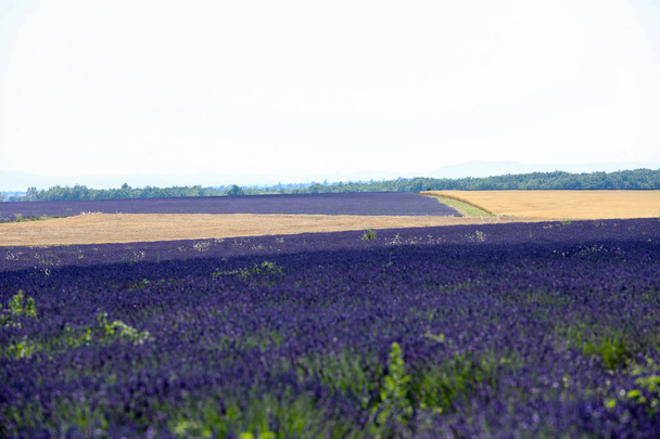 landscapes of lavender in Provence - Photo, Image